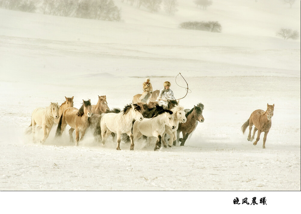 雪原骏马 摄影 晓风晨曦