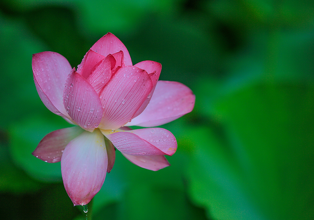 雨荷 摄影 baojh