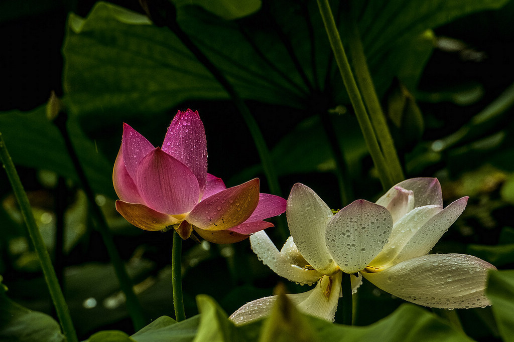 青岛的雨中荷花 摄影 qdzp