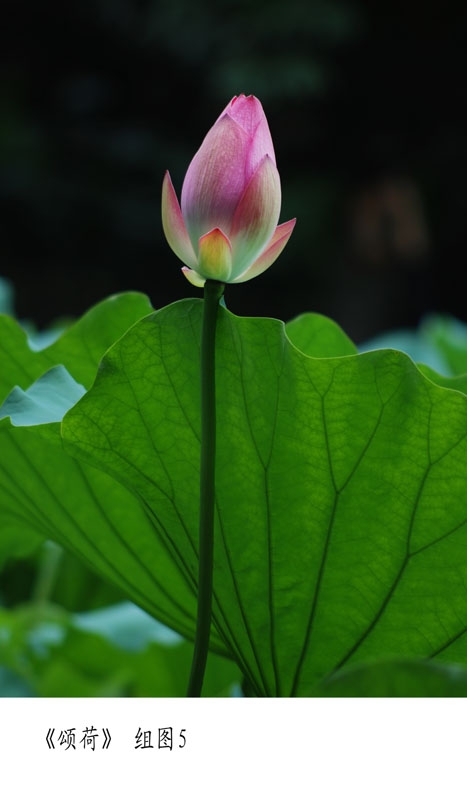 《颁荷》 摄影 快乐天使小钟