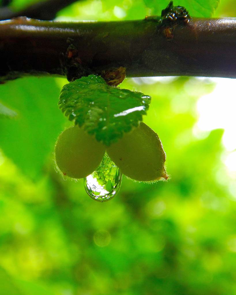 雨后 摄影 凌剑箫风