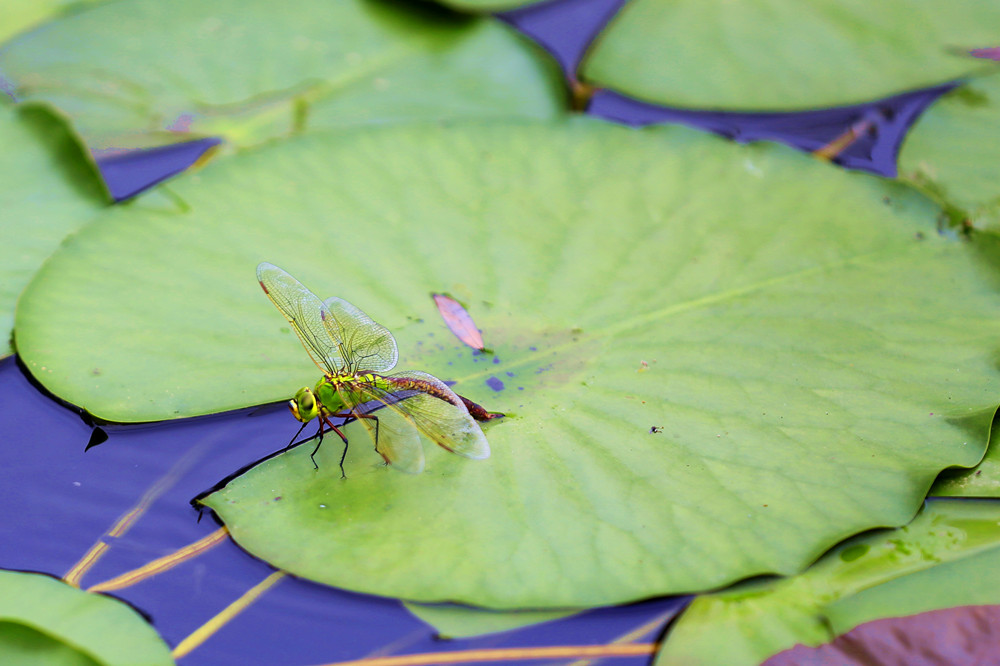 蜻蜓产卵1 摄影 清风书影