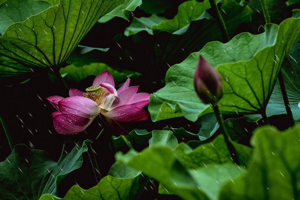 青岛的雨中荷花 摄影 qdzp