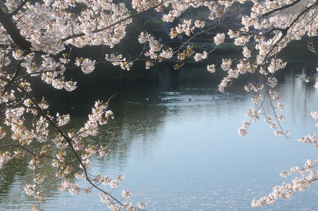 家边的风景-110 摄影 mitaka