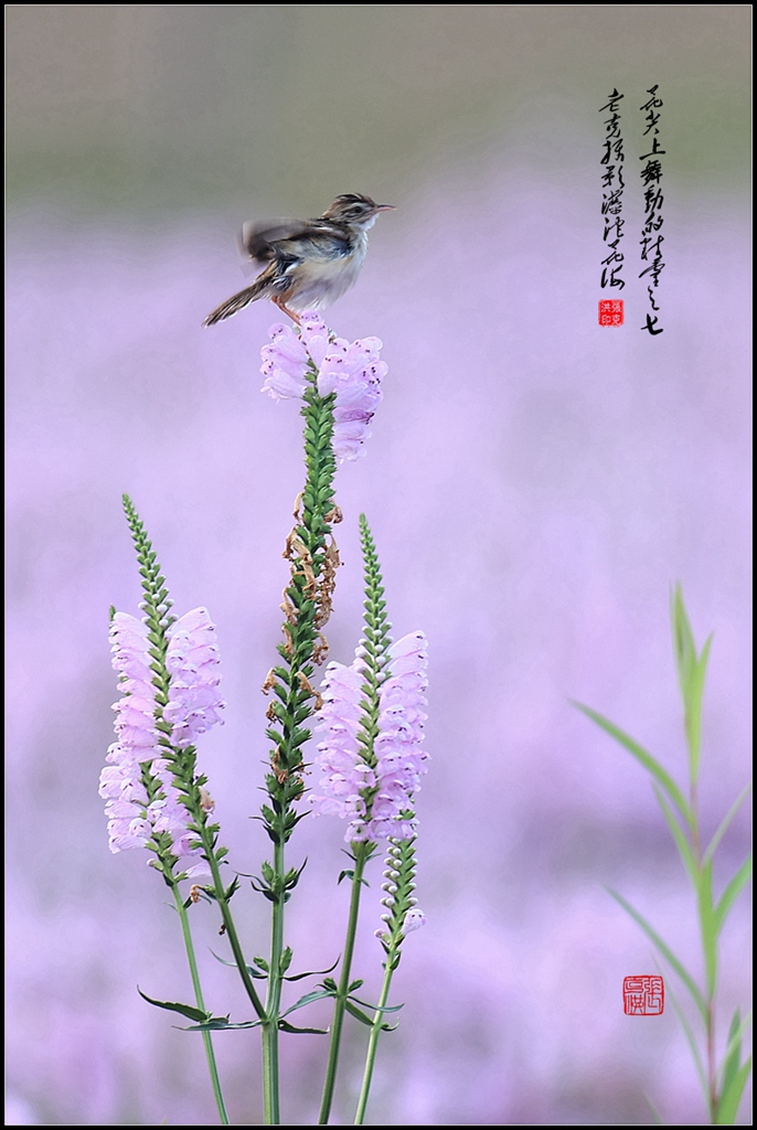 《花海间舞动的精灵》 摄影 石门老克