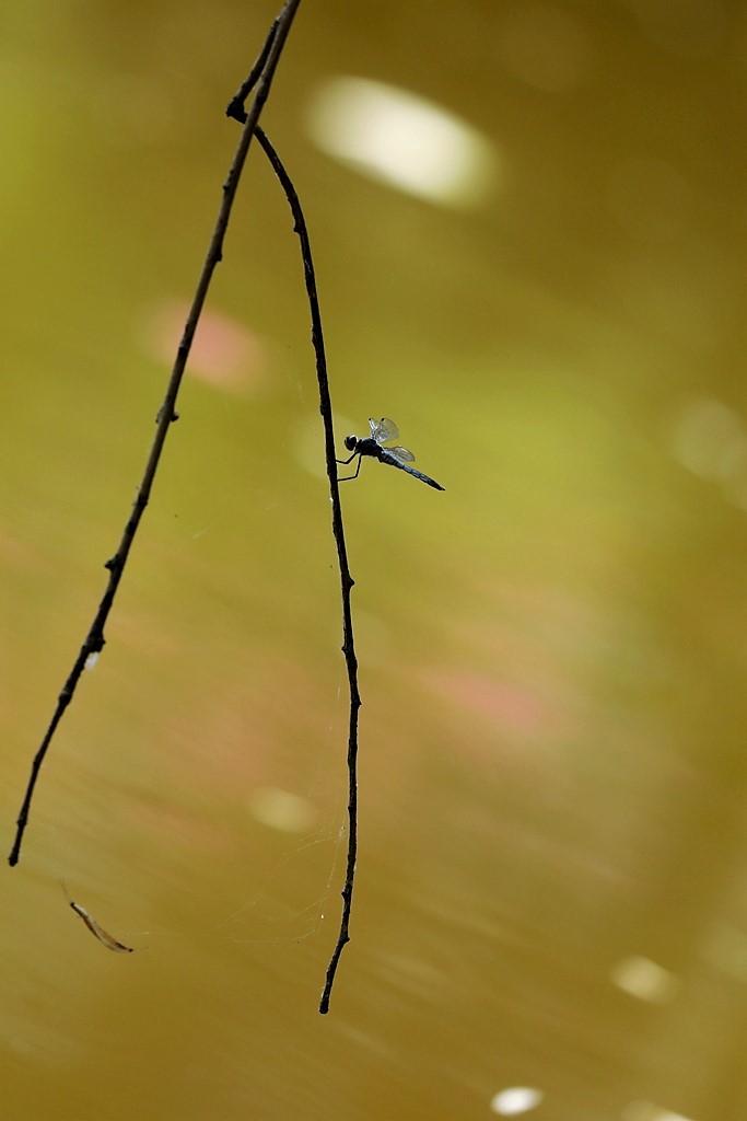 蜻蜓 摄影 青松流水