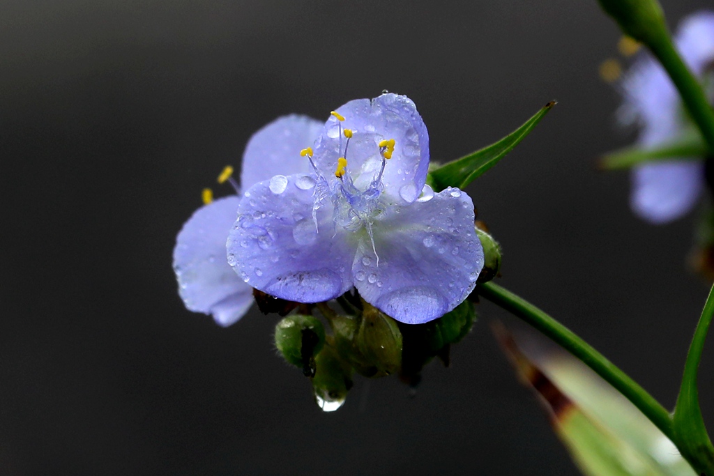 雨中的水竹叶花 摄影 青松流水