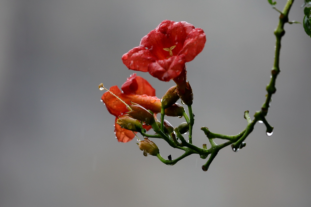 雨中那串凌霄花 摄影 青松流水