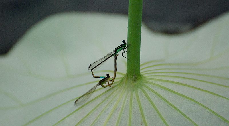 浓情豆娘  …… 摄影 老格