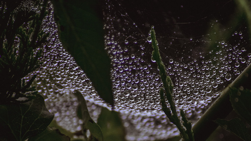 青岛雨中的蛛网 摄影 qdzp