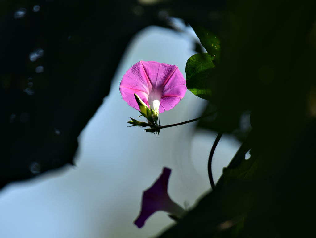 牵牛花 摄影 陕南闲人