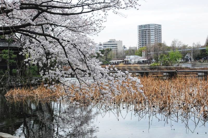 家边的风景-230 摄影 mitaka