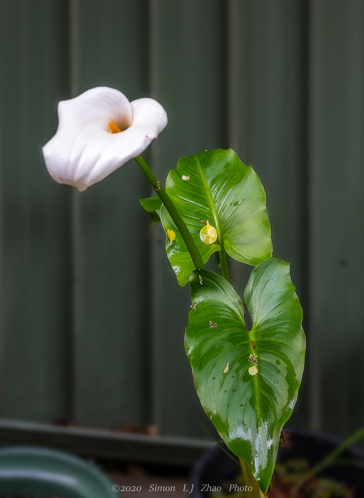 一帆风顺（白鹤芋） 摄影 西蒙赵