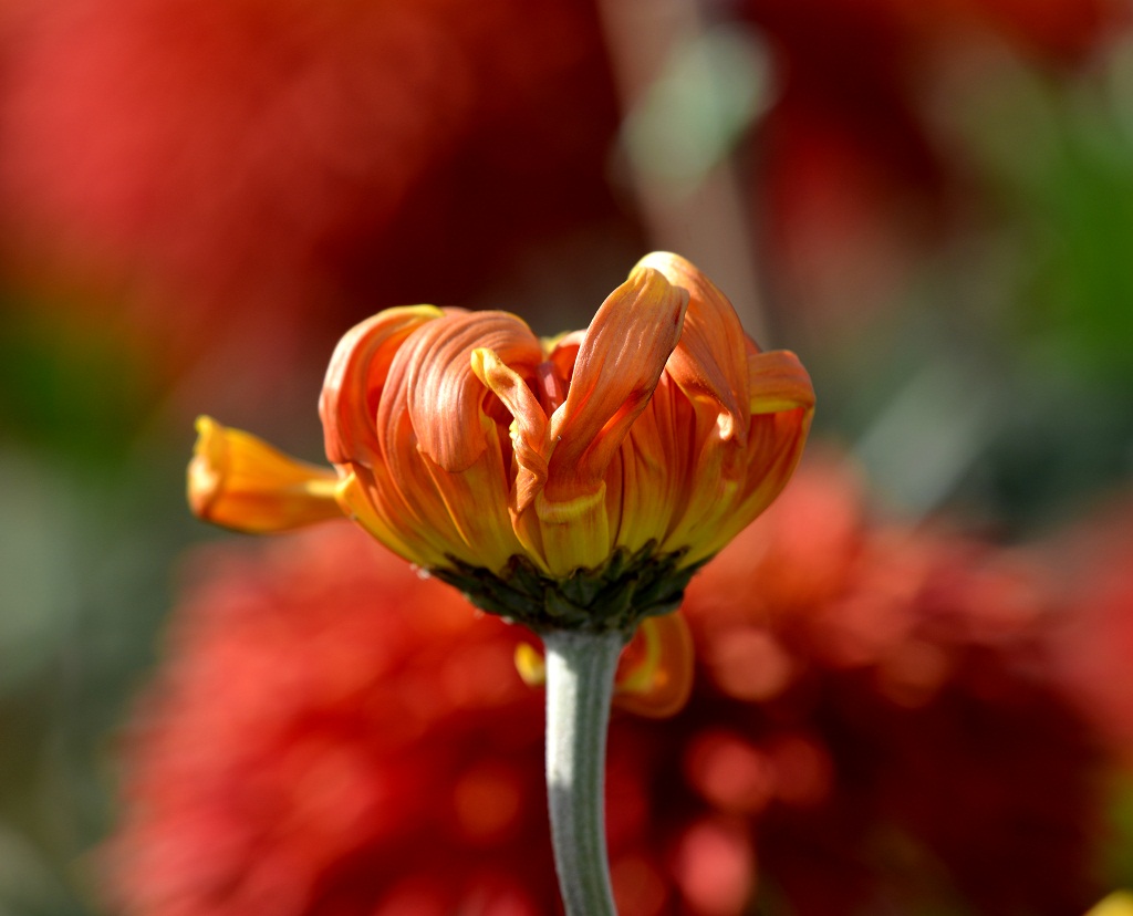 形色斑斓菊韵芳华——天津菊展写真3 摄影 夕阳红2007