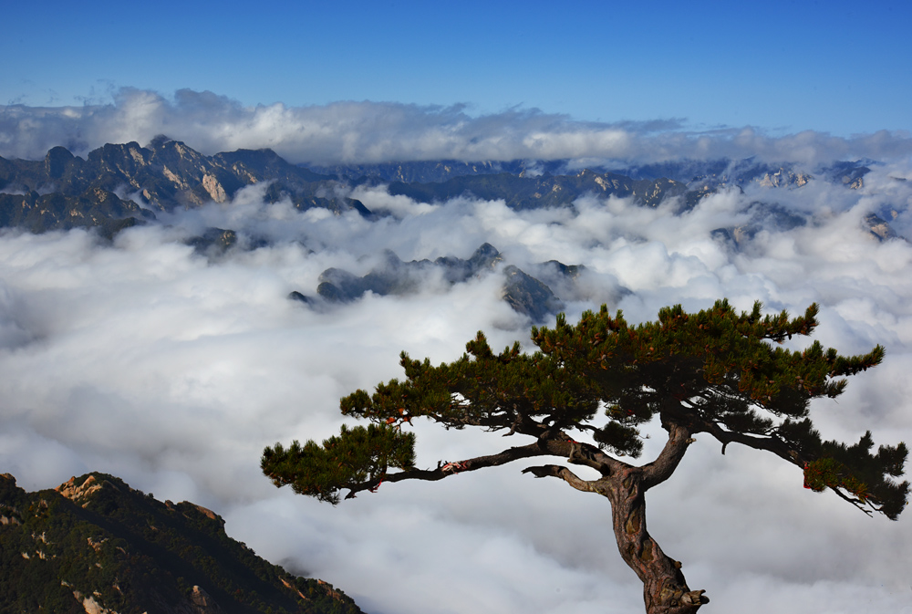 山高松为峰 摄影 沙弛