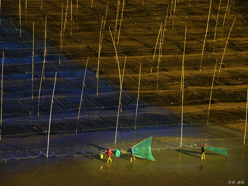 迷人的紫菜架 摄影 书海