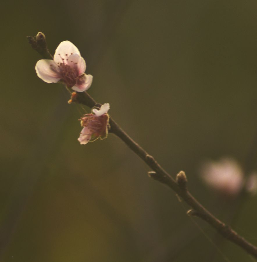 今日桃花别样红 摄影 buyuanfa