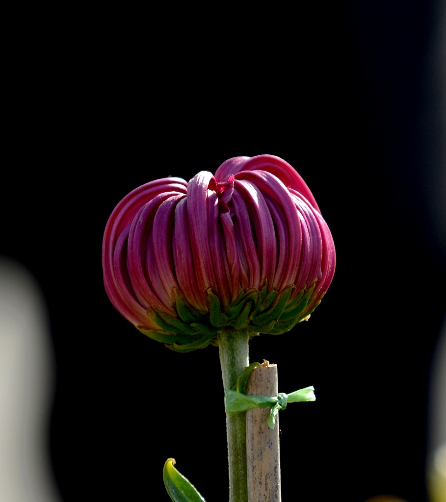 形色斑斓菊韵芳华——天津菊展写真13 摄影 夕阳红2007