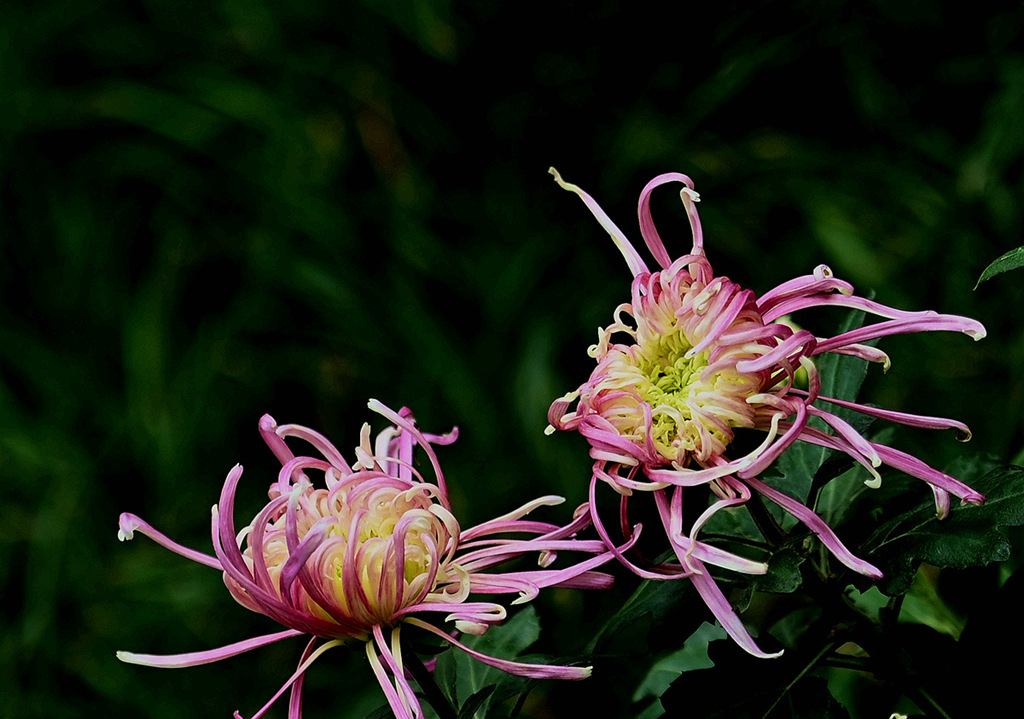 秋菊 摄影 富春江畔