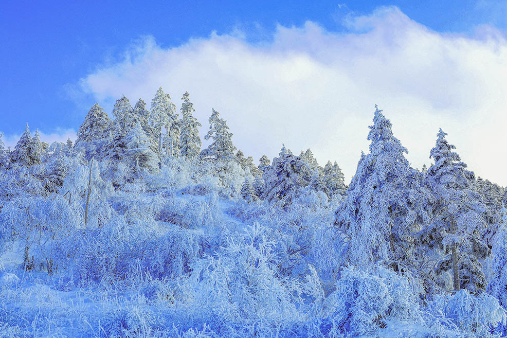 南国风光--神农架冬雪 摄影 于搏