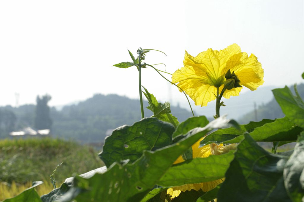 乡野之花 摄影 寒心