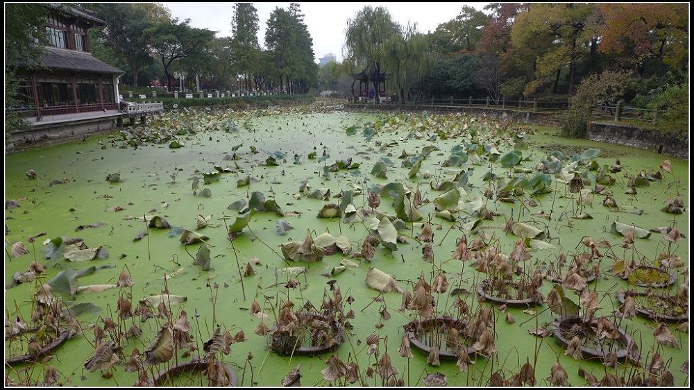 南京游 45. 莫愁湖公园 摄影 疾飞