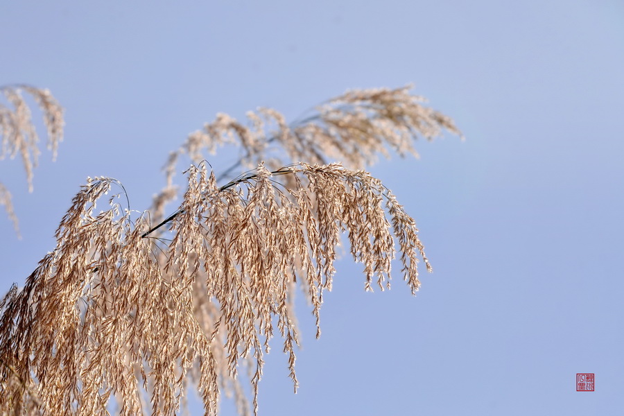 芦苇 摄影 山云海月