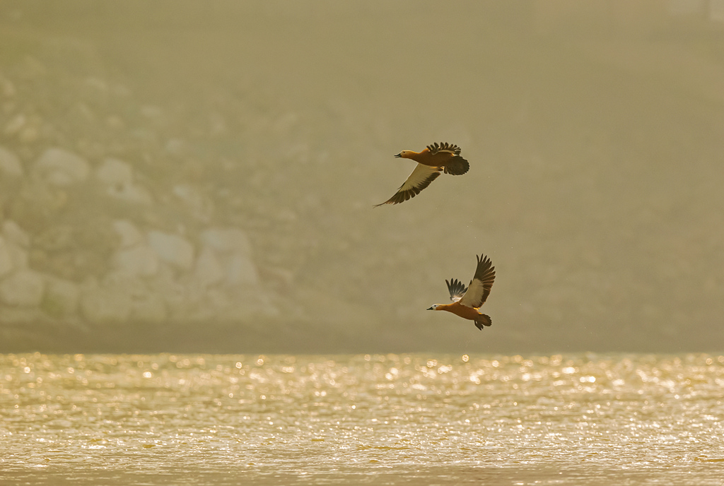 锦江上的赤麻鸭 摄影 二筒