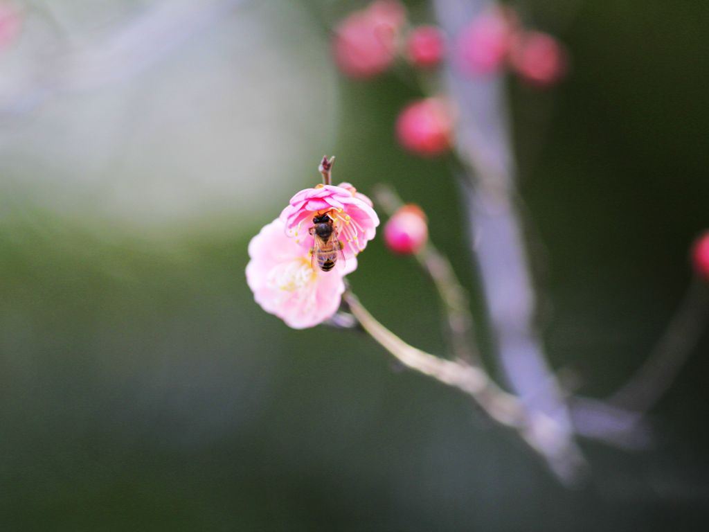 梅花报春 摄影 冠头领