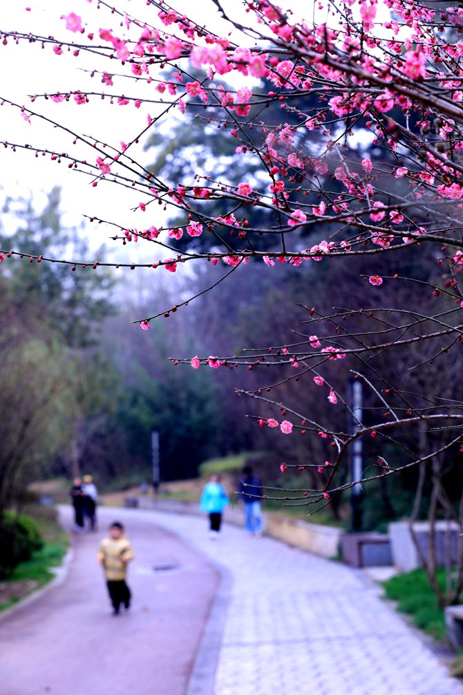 梅花开处春意浓 摄影 fangfeiyu