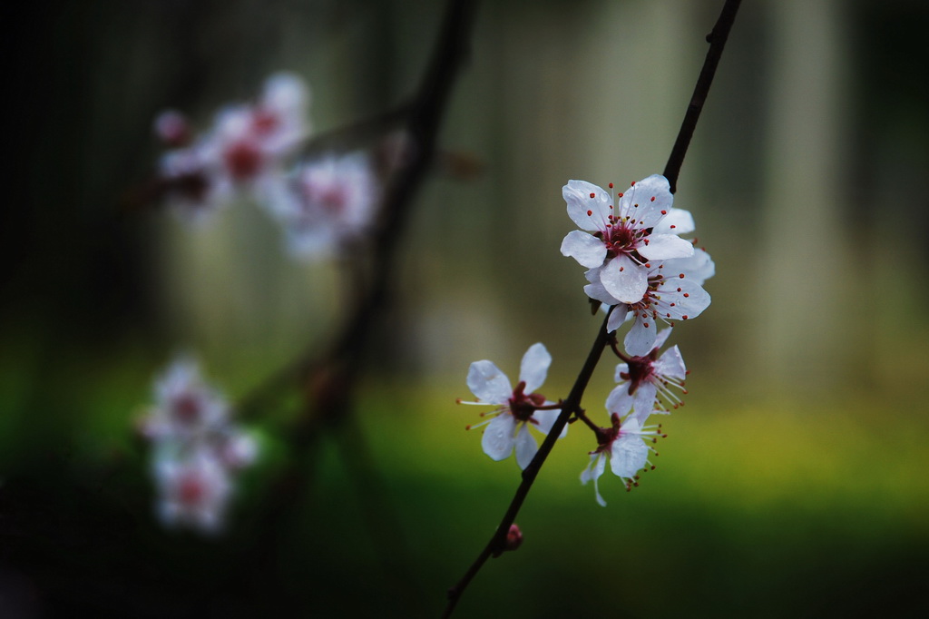 李花带春雨 风姿胜桃红 摄影 雪影越风