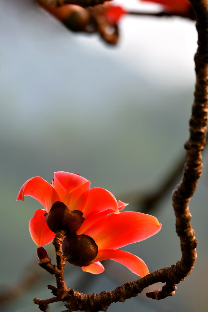 红棉花 摄影 峡山