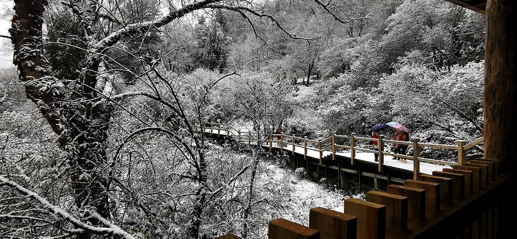 川西的秋天~长坪沟初雪2 摄影 暮秋琳子