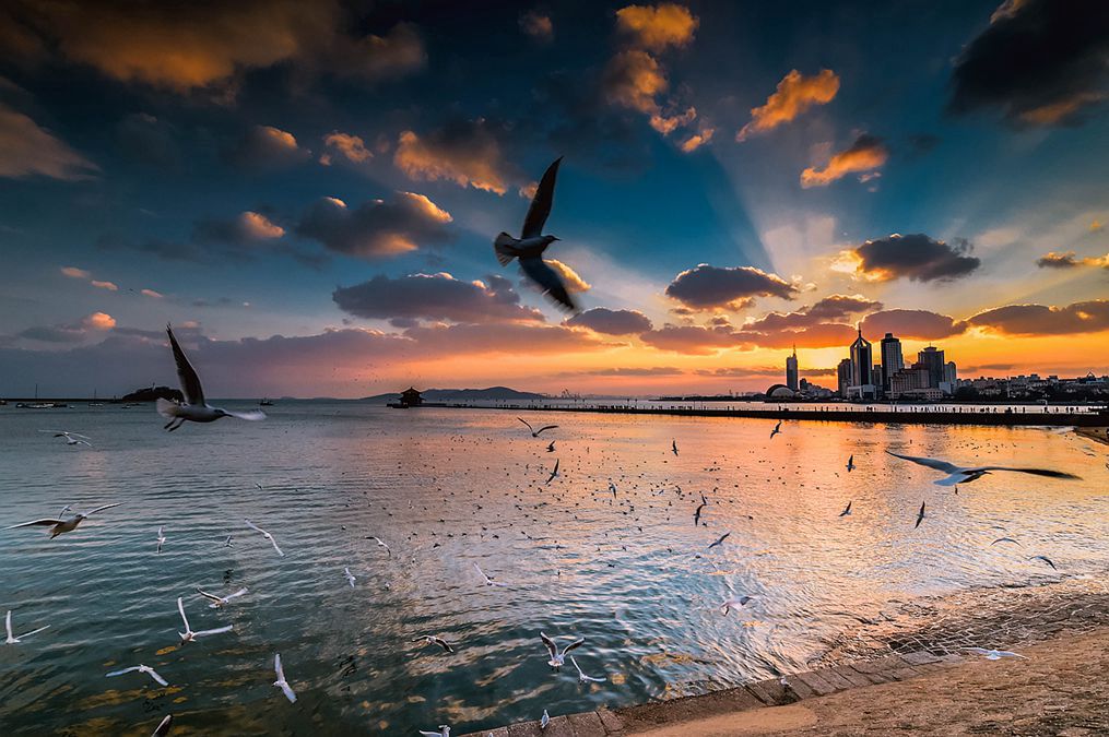 青岛晚霞中的海鸥 摄影 qdzp
