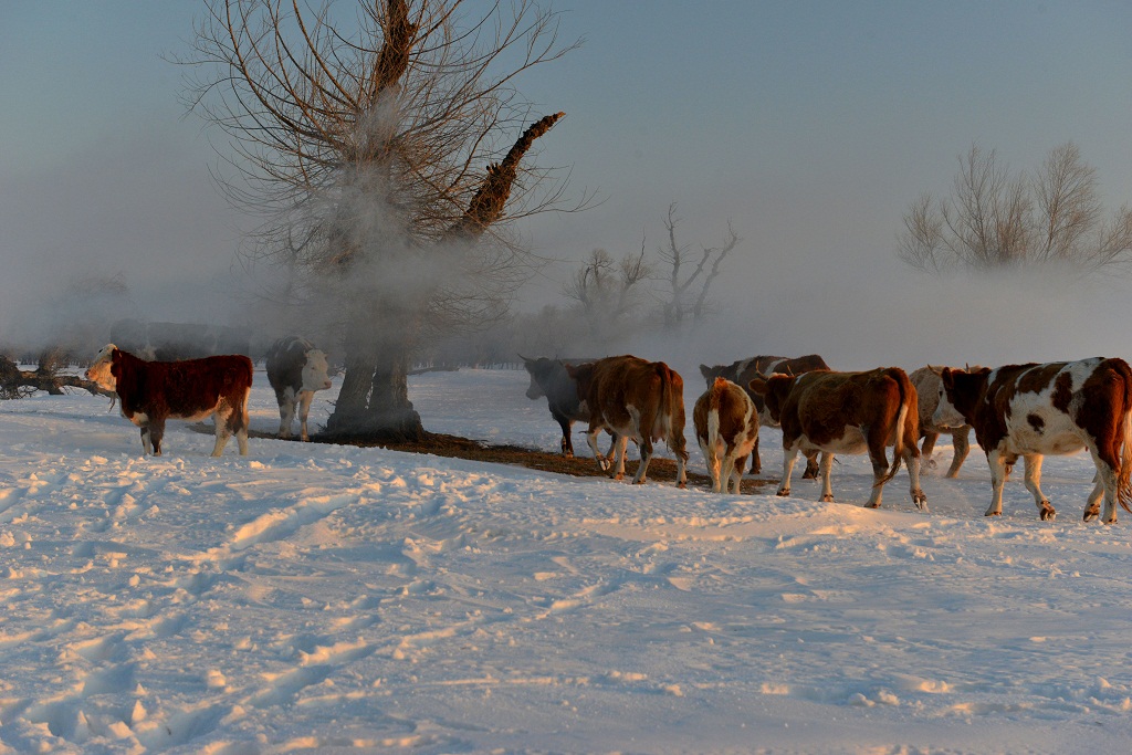 白雪  怪柳  牧牛     1 摄影 夕阳红2007