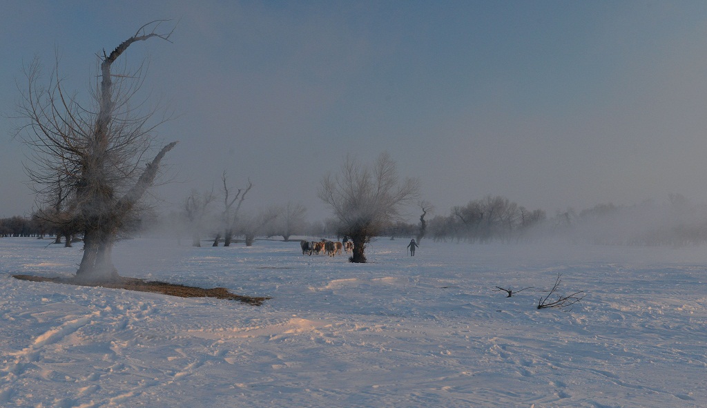 白雪 怪柳 牧牛 2 摄影 夕阳红2007