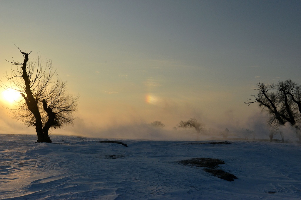 白雪 怪柳 牧牛 3 摄影 夕阳红2007