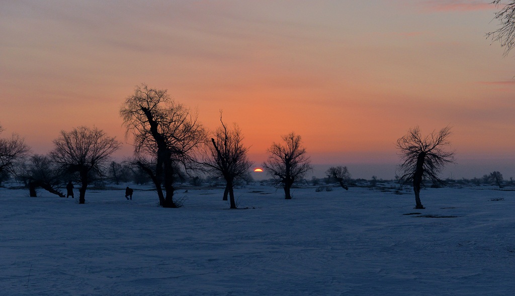 白雪 怪柳 牧牛 4 摄影 夕阳红2007