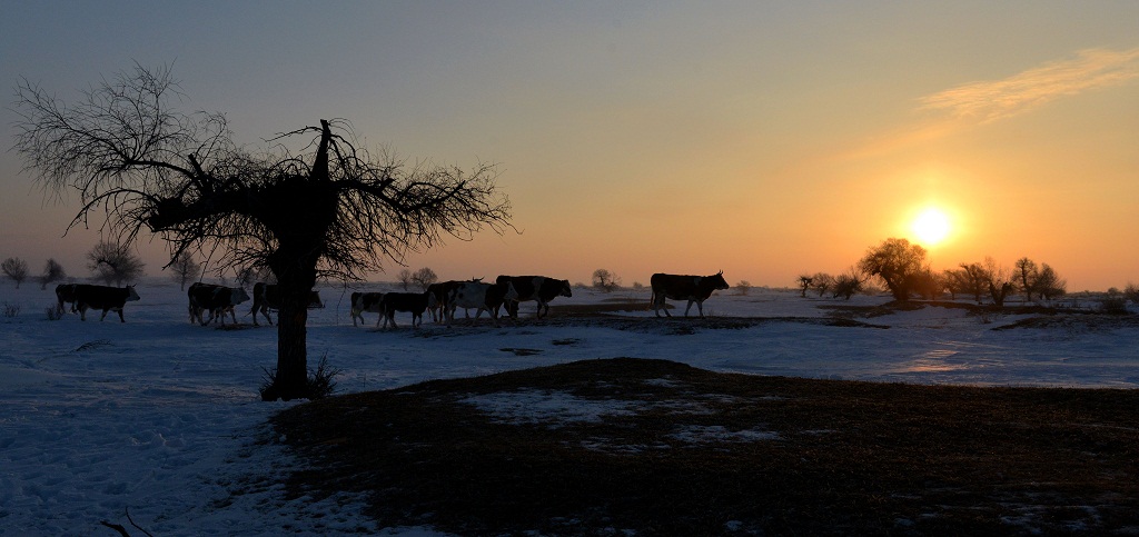 白雪 怪柳 牧牛 5 摄影 夕阳红2007