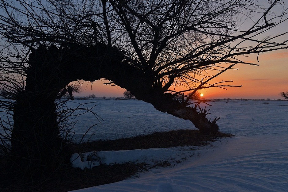 白雪 怪柳 牧牛 6 摄影 夕阳红2007