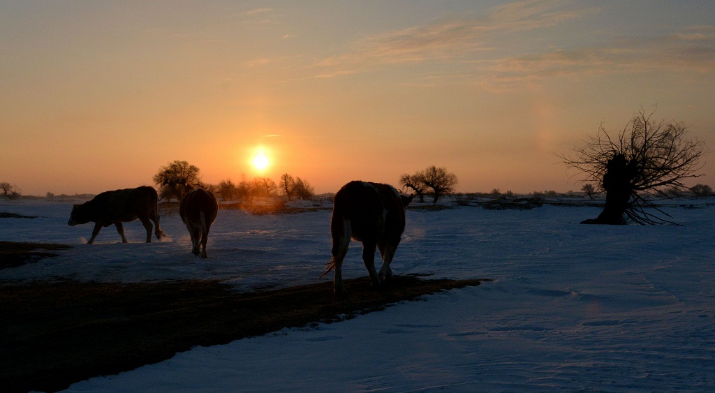 白雪 怪柳 牧牛 7 摄影 夕阳红2007