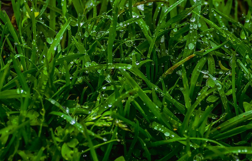 青岛雨中的小草 摄影 qdzp