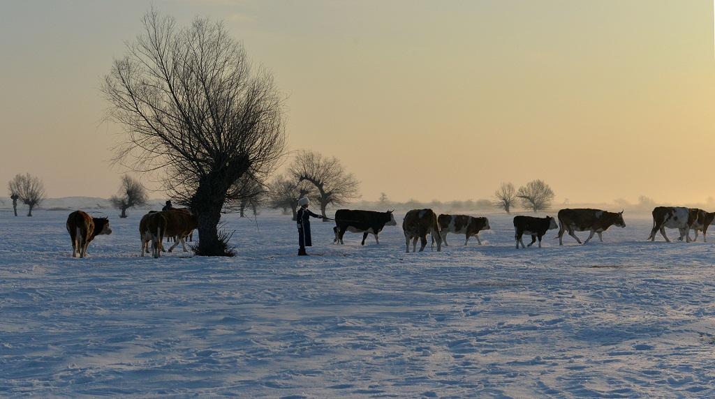 白雪 怪柳 牧牛 8 摄影 夕阳红2007