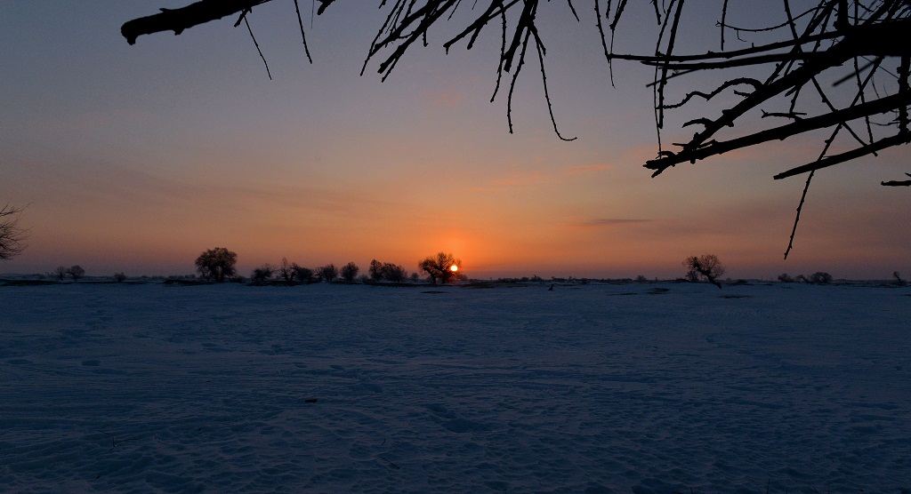 白雪 怪柳 牧牛 9 摄影 夕阳红2007