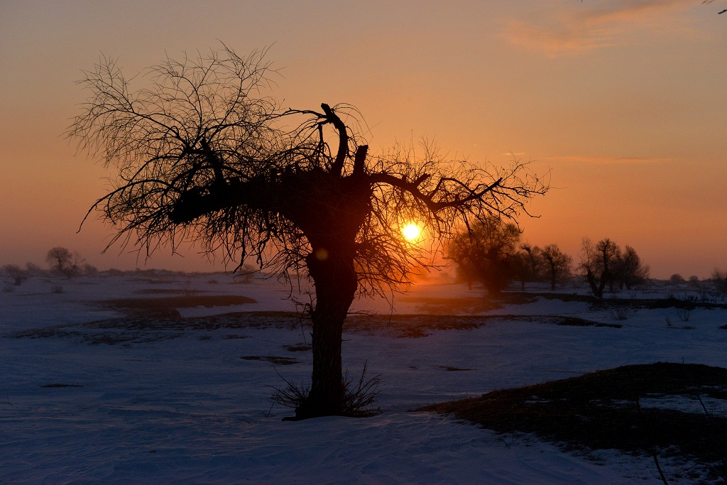 白雪 怪柳 牧牛 11 摄影 夕阳红2007