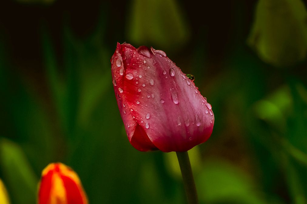 青岛雨中的郁金香 摄影 qdzp