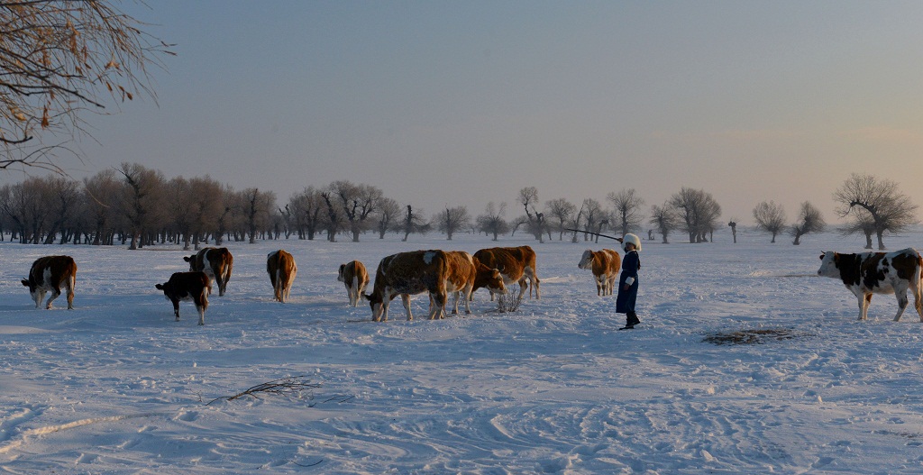 白雪 怪柳 牧牛 12 摄影 夕阳红2007