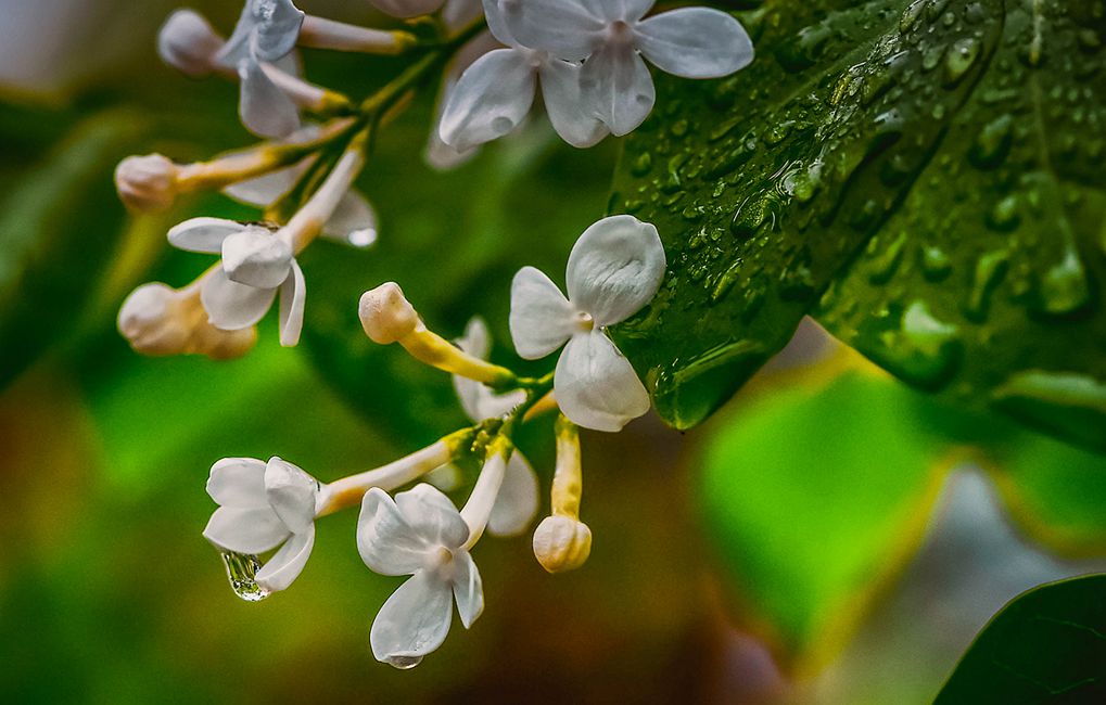 青岛雨中的丁香花 摄影 qdzp