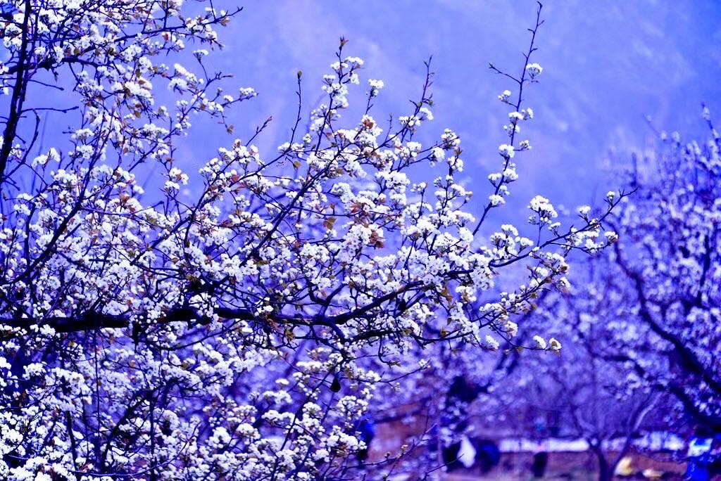 梨花似雪 摄影 大风雪