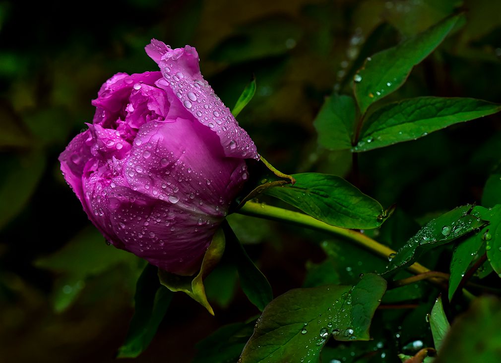 青岛雨中的牡丹 摄影 qdzp